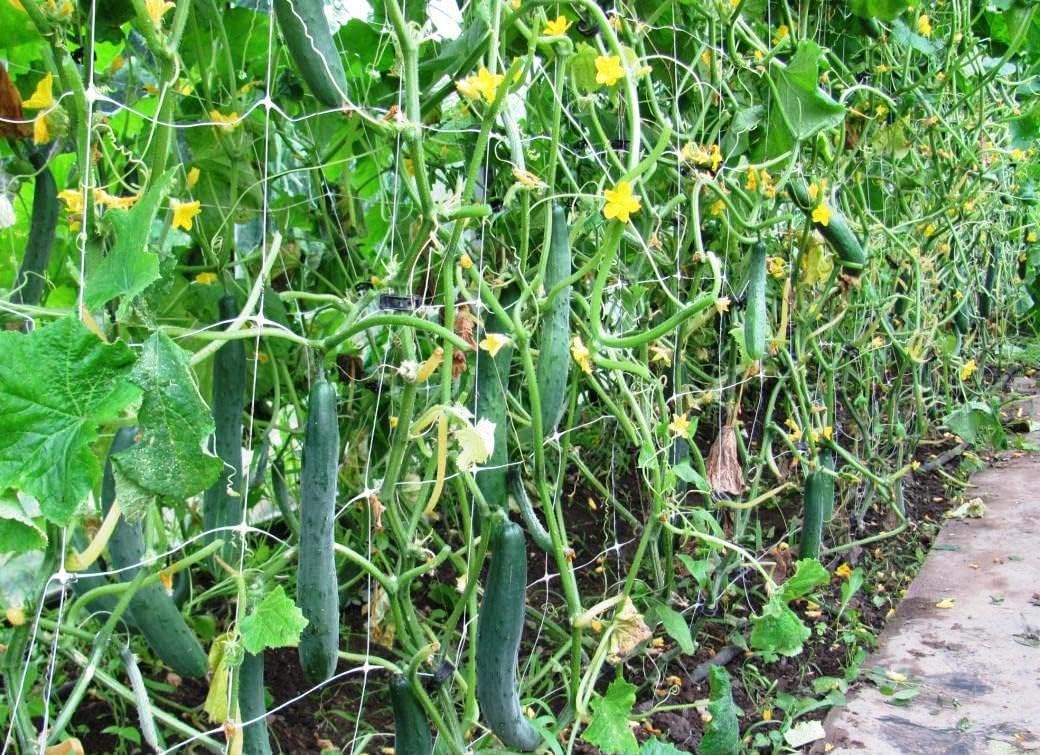 Picture of Original F1 Hybrid Arabian cucumber ( arabian sosha ) 10seeds