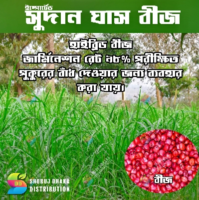 Picture of Sweet Sudan's Hybrid Grass Seeds (10g): Cultivate Lush Greenery with Ease - Your Unique Choice for Creating a Vibrant and Healthy Garden