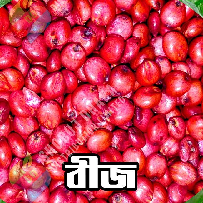 Picture of Sweet Sudan's Hybrid Grass Seeds (10g): Cultivate Lush Greenery with Ease - Your Unique Choice for Creating a Vibrant and Healthy Garden