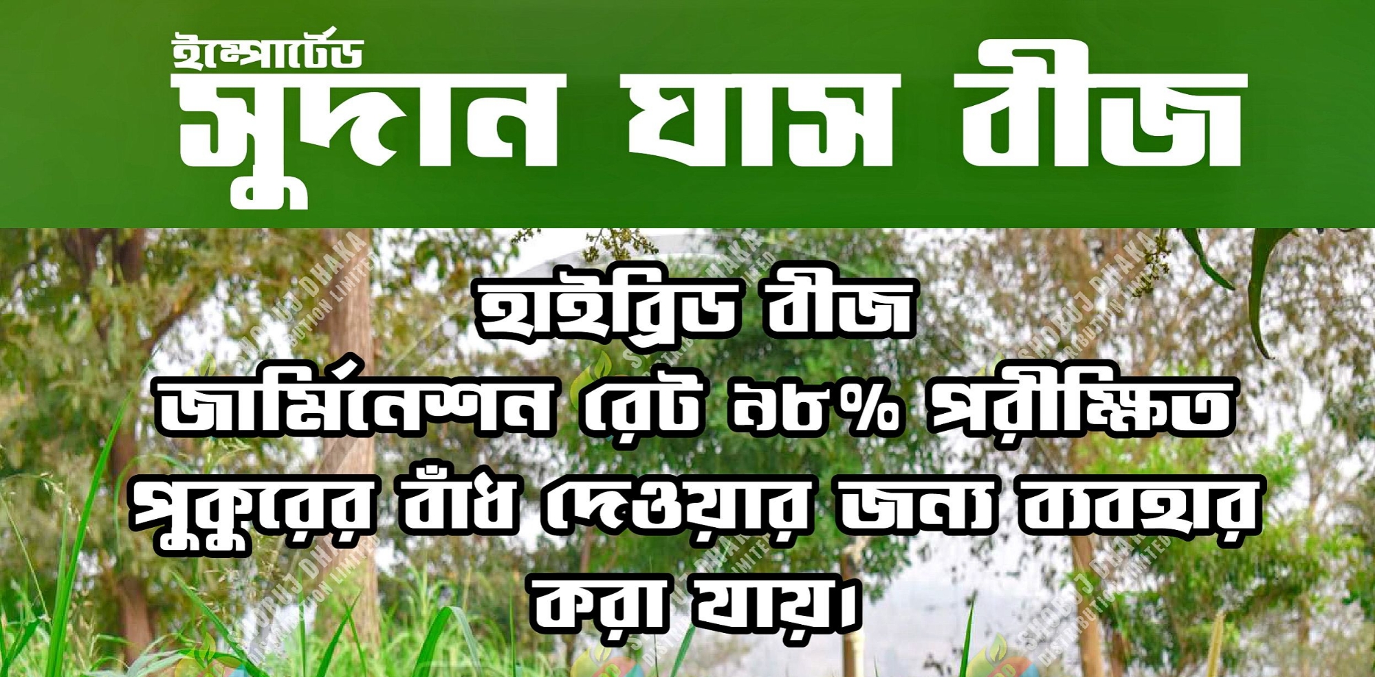 Picture of Sweet Sudan's Hybrid Grass Seeds (10g): Cultivate Lush Greenery with Ease - Your Unique Choice for Creating a Vibrant and Healthy Garden