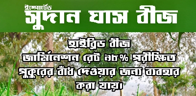 Picture of Sweet Sudan's Hybrid Grass Seeds (10g): Cultivate Lush Greenery with Ease - Your Unique Choice for Creating a Vibrant and Healthy Garden