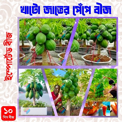 Picture of Dwarf Red papaya 10 seeds F1 hybrid