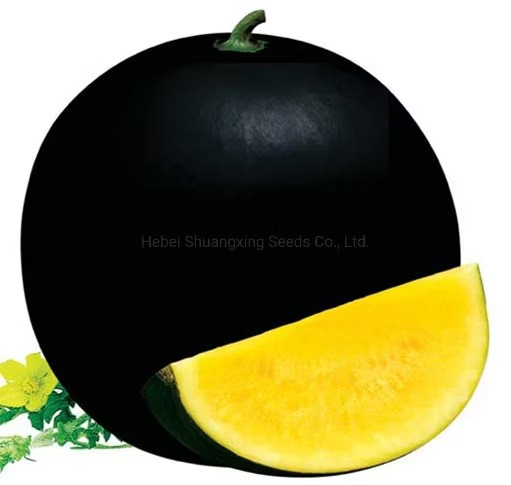 Picture of Summer Watermelon Combo Seeds F1 Hybrid 25pcs Seeds
