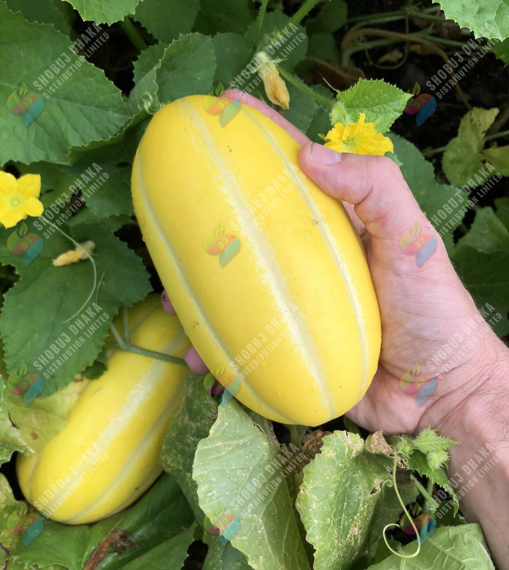 Picture of Hybrid Melon seeds ( Bangi ) All season 5pcs