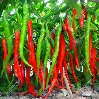Picture of Special Long Chili Seeds 50+ Seeds Pack