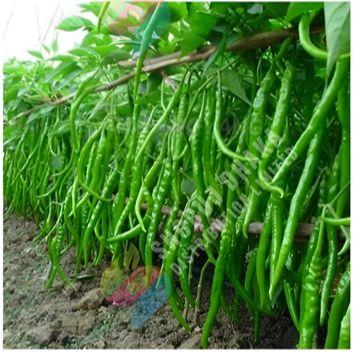 Picture of Special Long Chili Seeds 50+ Seeds Pack