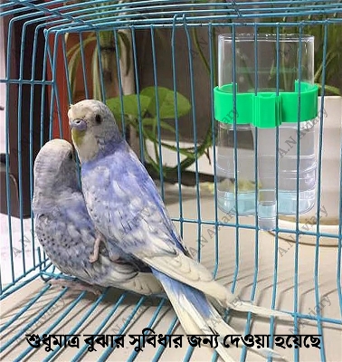 Picture of Bird's Water & Food Dispenser 1pcs ধারন ক্ষমতা- ২০০মিলি (+-)