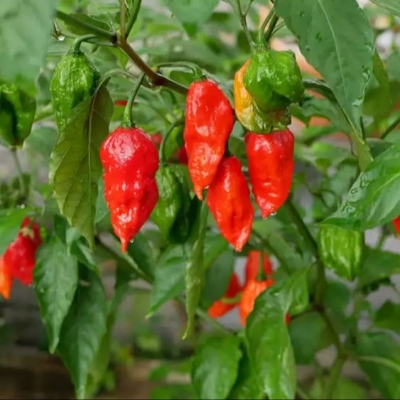 Picture of FIRE-2 Hybrid Naga Chili Seeds 1gm Brand Pack