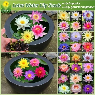 Picture of Exclusive Color Lotus Flower Seed 3 PCS (SDN991-P1)