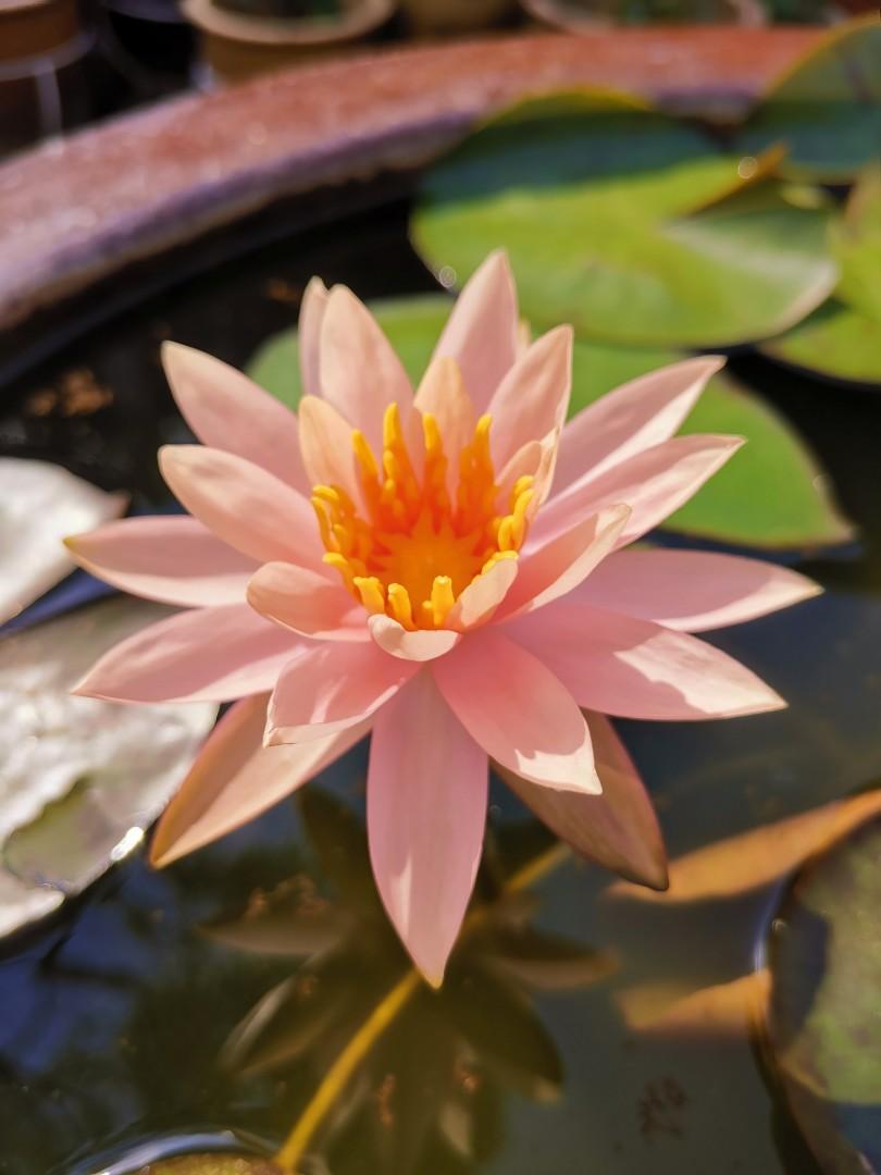 Picture of Exclusive Color Lotus Flower Seed 3 PCS (SDN991-P1)