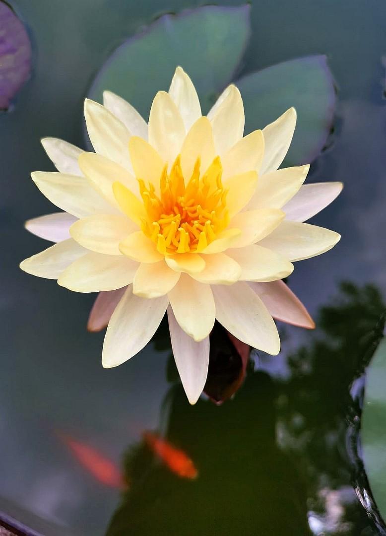 Picture of Exclusive Color Lotus Flower Seed 3 PCS (SDN991-P1)