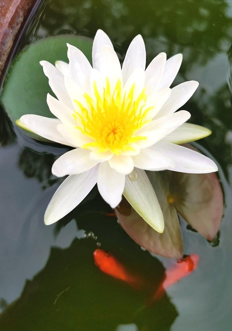 Picture of Exclusive Color Lotus Flower Seed 3 PCS (SDN991-P1)