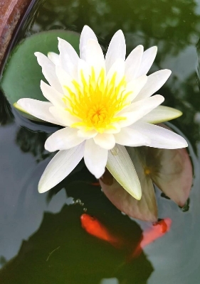 Picture of Exclusive Color Lotus Flower Seed 3 PCS (SDN991-P1)