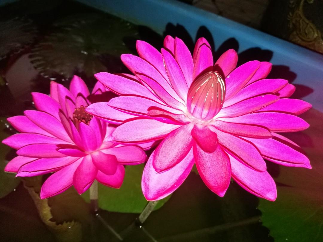 Picture of Exclusive Color Lotus Flower Seed 3 PCS (SDN991-P1)