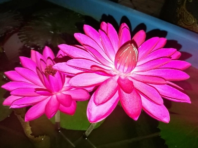 Picture of Exclusive Color Lotus Flower Seed 3 PCS (SDN991-P1)
