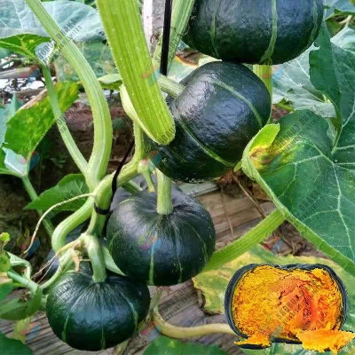 Picture of Japanese Black Pumpkin 5pcs Seeds