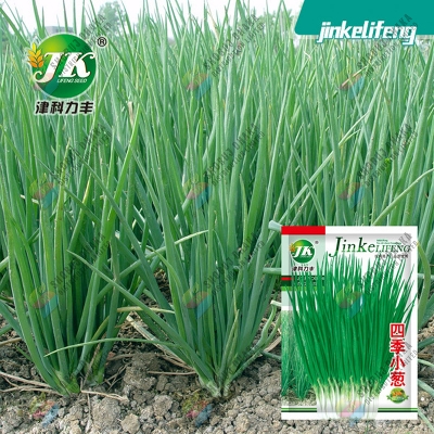 Picture of Spring Onion Seeds 0.1gm