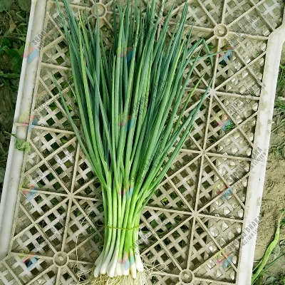 Picture of Spring Onion Seeds 0.1gm