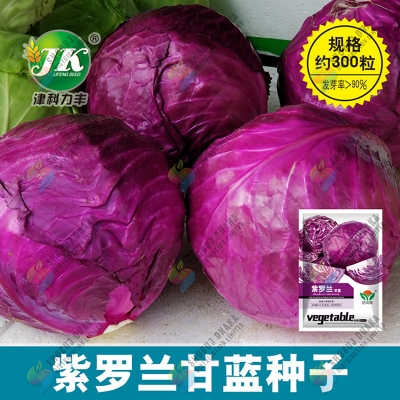 Picture of Hybrid Red Cabbage 50+ Seeds