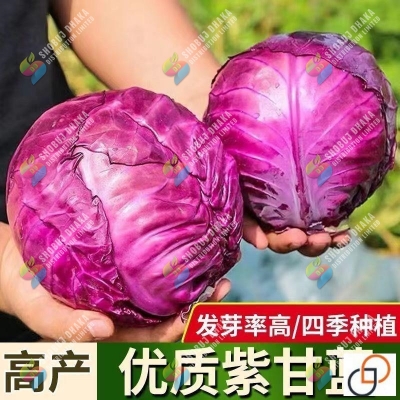 Picture of Hybrid Red Cabbage 50+ Seeds