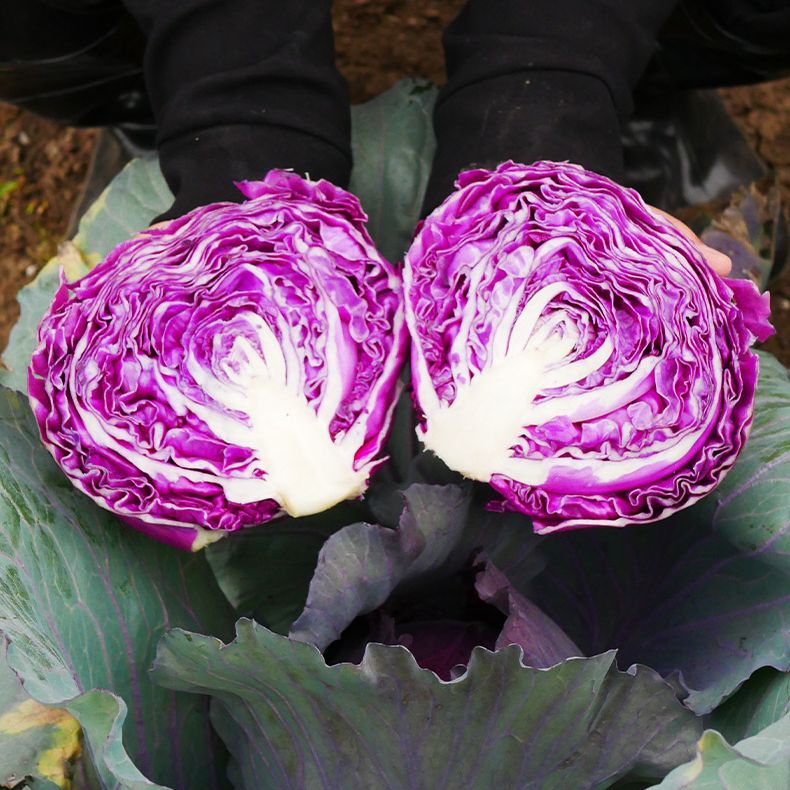 Picture of Hybrid Red Cabbage 50+ Seeds