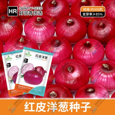 Picture of Giant Red onion Seeds 0.1gm