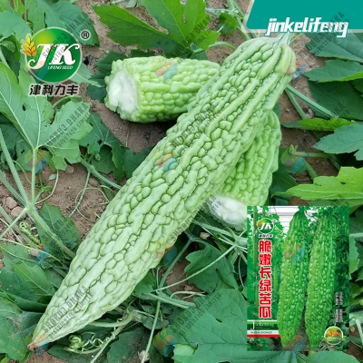 Picture of Giant Long Green Bitter (Korola) Seeds 5pcs Re-Pack