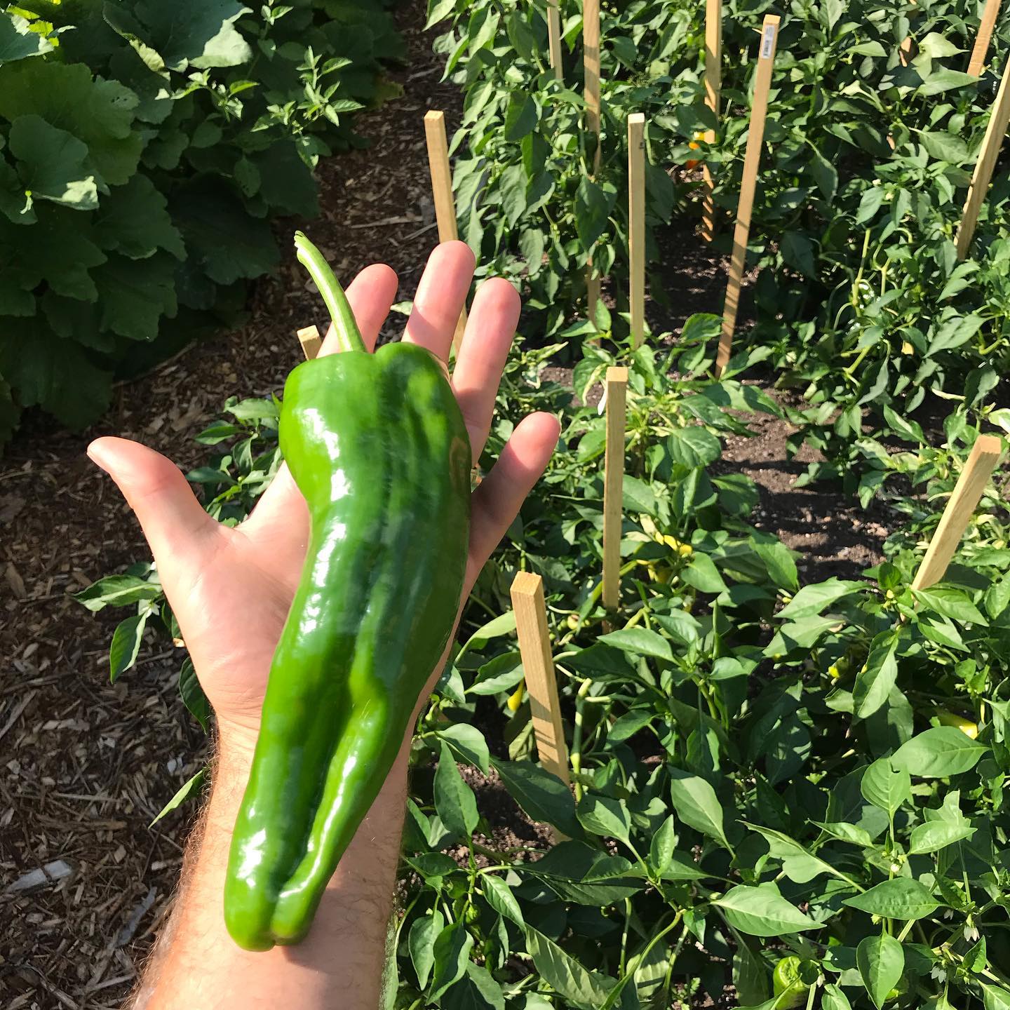 Picture of Giant Green Banana Chili Seeds 10pcs Re-Pack