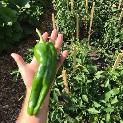 Picture of Giant Green Banana Chili Seeds 10pcs Re-Pack