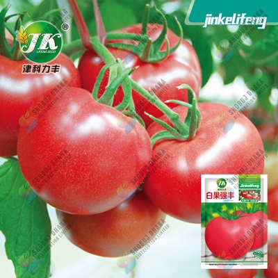 Picture of Giant Tomato seed imported 10 Pcs Re-Pack