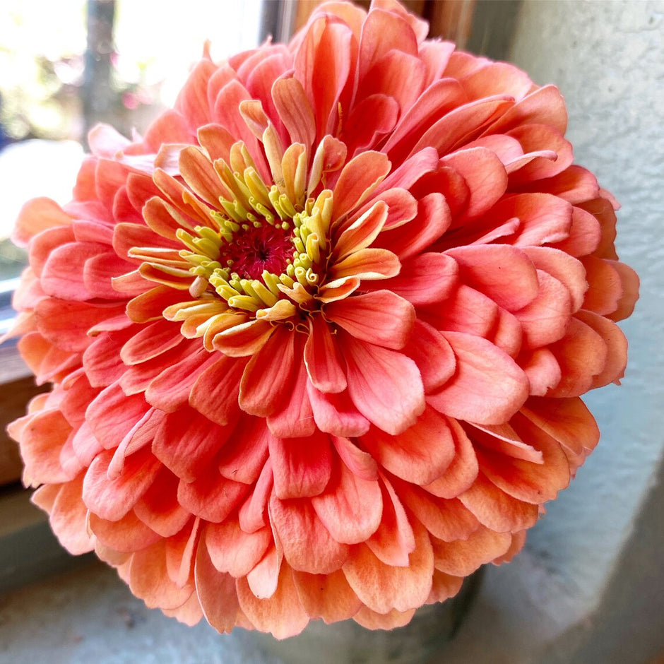 Picture of Hybrid Double Petal Zinnia Flower Seed imported 10 Pcs Re-Pack