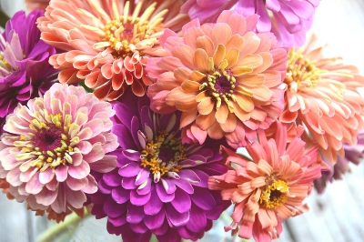 Picture of Hybrid Double Petal Zinnia Flower Seed imported 10 Pcs Re-Pack