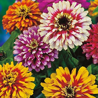 Picture of Exotic Mixed Rare Ornamental Zinnia Flower seeds (30 Seeds for Growing)