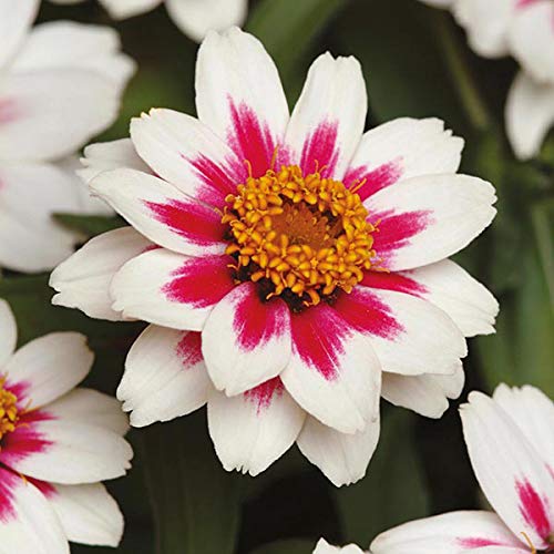 Picture of Exotic Mixed Rare Ornamental Zinnia Flower seeds (30 Seeds for Growing)