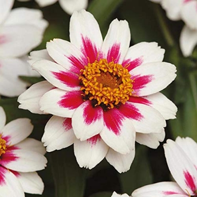Picture of Exotic Mixed Rare Ornamental Zinnia Flower seeds (30 Seeds for Growing)