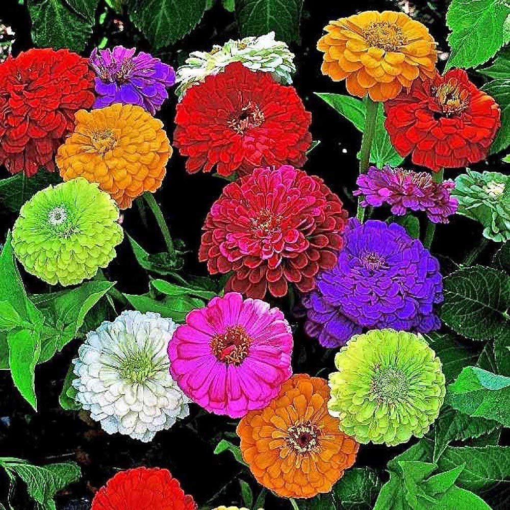 Picture of Exotic Mixed Rare Ornamental Zinnia Flower seeds (30 Seeds for Growing)