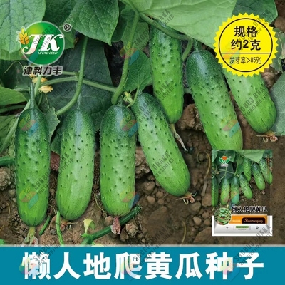 Picture of Special Cucumber Seeds 10pcs Re-pack