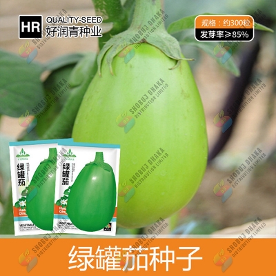 Picture of Giant Green Round Eggplant Seeds 10pcs Re-pack
