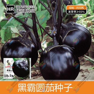 Picture of Giant Black Round Eggplant Seeds 10pcs Re-Pack