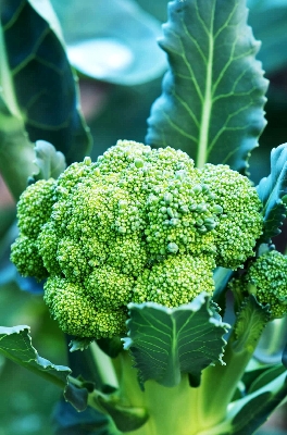 Picture of F1 Hybrid Broccoli Seeds for gardening 20+ seed