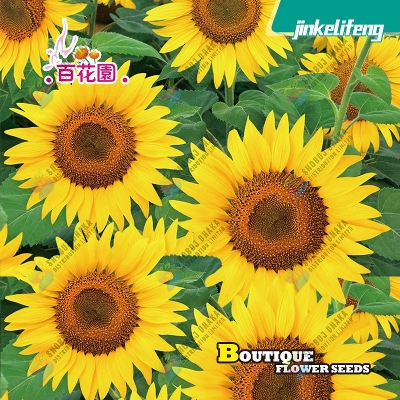 Picture of Imported Dwarf Sunflower Seeds F1 Hybrid 5pcs Re-Pack