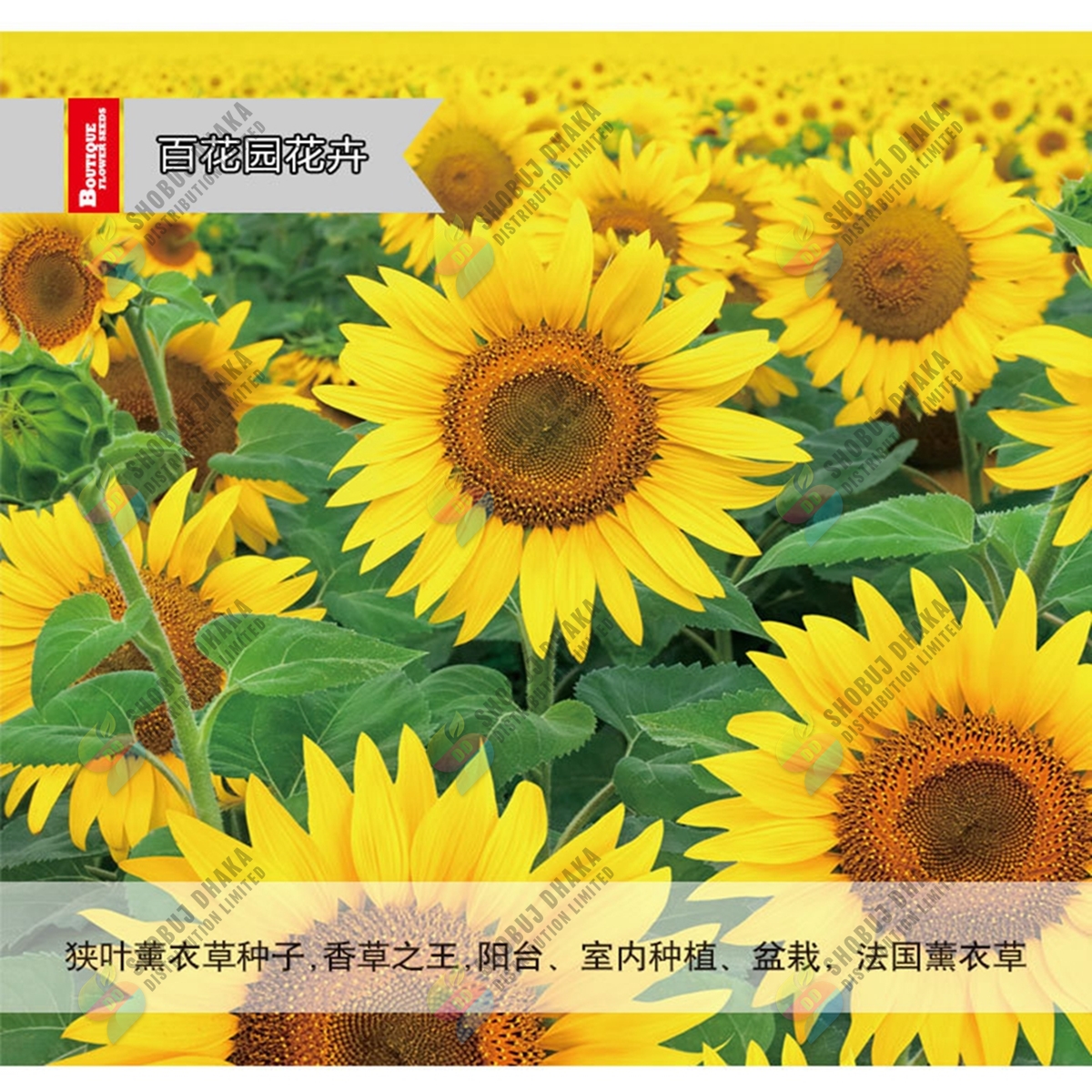 Picture of Imported Dwarf Sunflower Seeds F1 Hybrid 5pcs Re-Pack