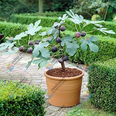 Picture of Premium Egyptian Fig Seeds 15 pcs