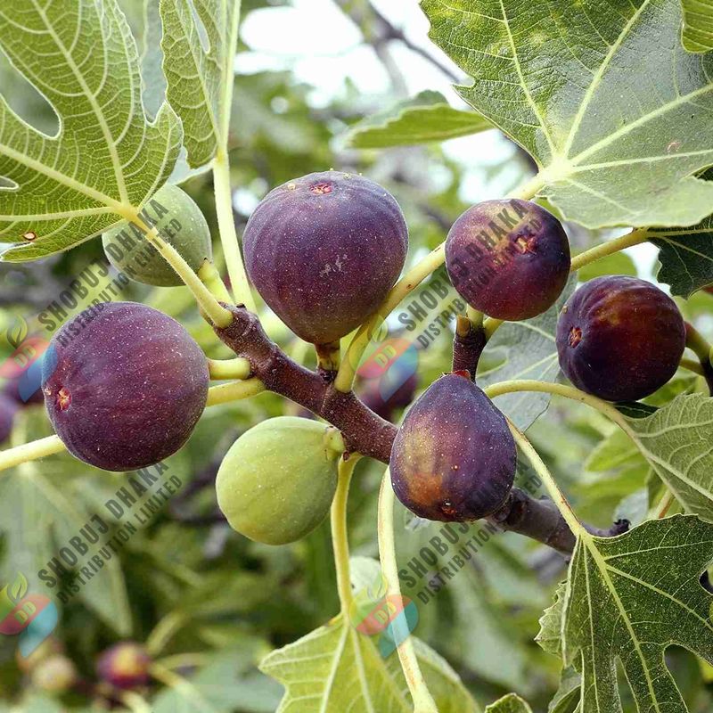 Picture of Premium Egyptian Fig Seeds 15 pcs