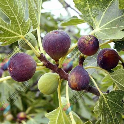 Picture of Premium Egyptian Fig Seeds 15 pcs