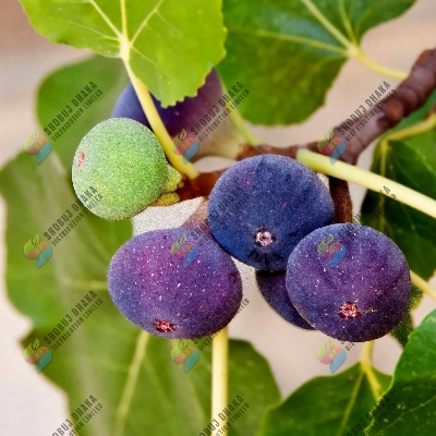Picture of Premium Egyptian Fig Seeds 15 pcs