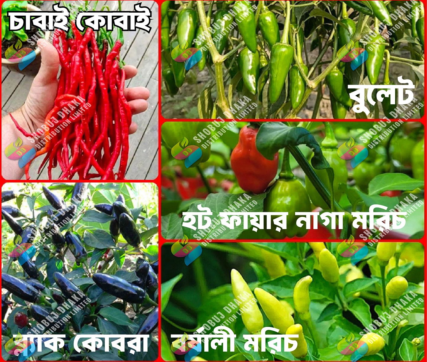 Picture of Top Selling 5 Type Hot Chili Seeds COMBO Offer