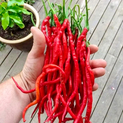 Picture of Top Selling 5 Type Hot Chili Seeds COMBO Offer