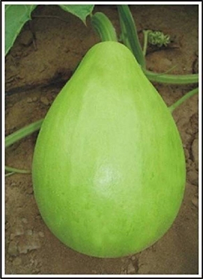 Picture of High Variety Gol Lau Seeds Brand Pack 0.1gm