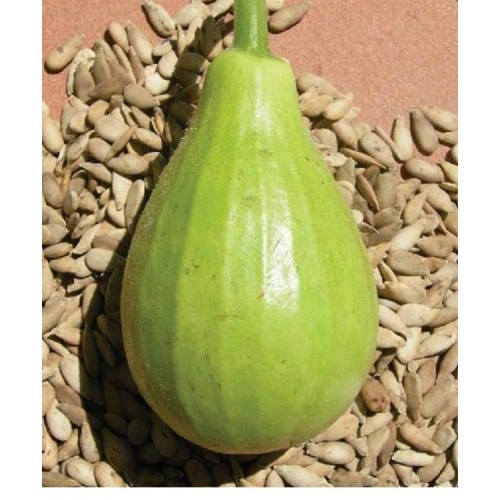 Picture of High Variety Gol Lau Seeds Brand Pack 0.1gm